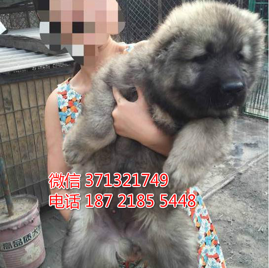 巨型犬高加索犬大型犬 长沙犬舍繁殖高加索犬狗狗
