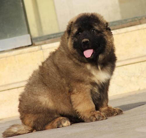 高加索好不好养 广州哪里有卖高加索的 高加索多少钱一只