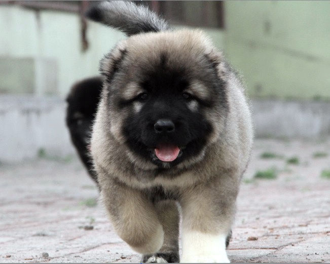 昆明卖高加索昆明哪里买到纯种高加索小狗