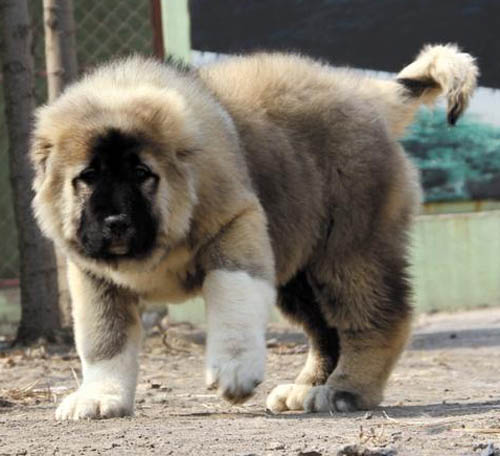 广州哪个地方有犬舍 广州哪里买高加索好 高加索多少钱一只