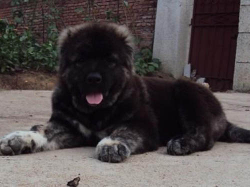 广州哪个地方有犬舍 广州哪里买高加索好 高加索多少钱一只