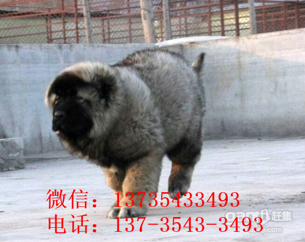 太原宠物狗狗出售纯种高加索犬幼犬领养犬舍狗市场