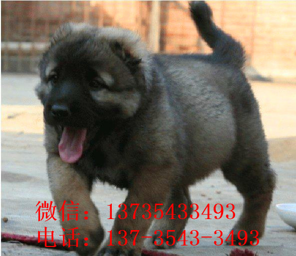 北京宠物狗狗出售纯种高加索犬幼犬领养犬舍狗市场