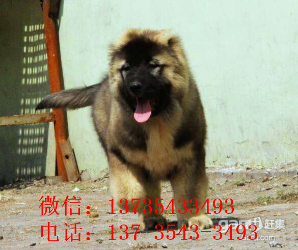 太原宠物狗狗出售纯种高加索犬幼犬领养犬舍狗