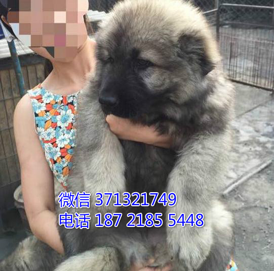 高加索犬出售纯种幼犬，巨型犬 深圳犬舍出售