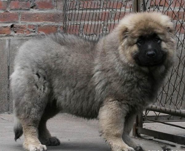 北京宠物狗狗出售纯种高加索犬幼犬领养犬舍狗