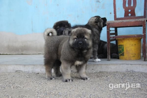 温州宠物狗狗出售纯种高加索犬幼犬领养犬舍狗