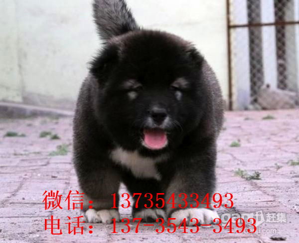大连宠物狗狗出售纯种高加索犬幼犬领养犬舍狗市场