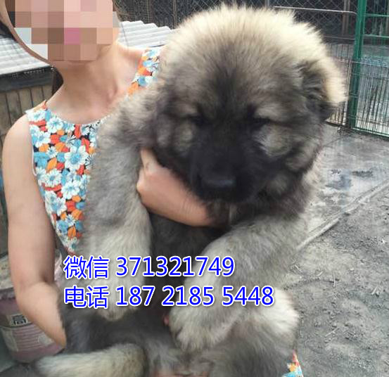 高加索犬出售纯种幼犬，巨型犬 深圳犬舍出售