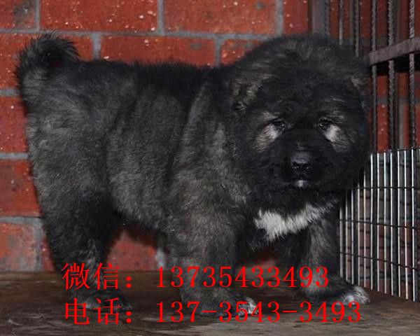 北京宠物狗狗出售纯种高加索犬幼犬领养犬舍狗市场