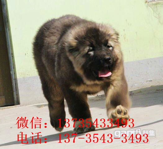 太原宠物狗狗出售纯种高加索犬幼犬领养犬舍狗市场