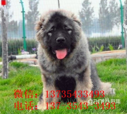 长春宠物狗狗出售纯种高加索犬幼犬领养犬舍狗