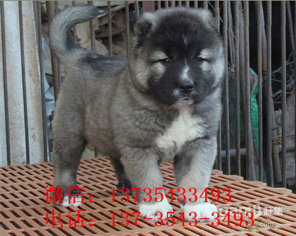 宁波宠物狗狗出售纯种高加索犬幼犬领养犬舍狗