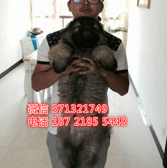 天津狗狗 高加索犬出售 天津特价犬舍 全国发货