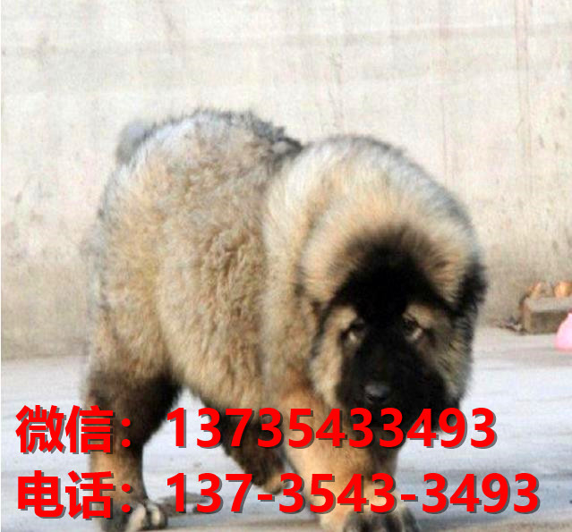 重庆犬舍 出售纯种高加索犬 看家护院大型犬哪里有护主狗宠物狗市场在哪卖狗