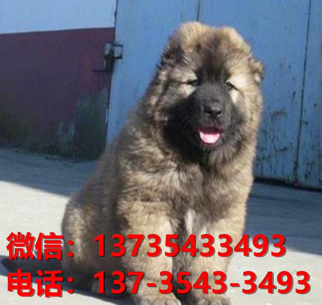 广州犬舍 出售纯种高加索犬 看家护院大型犬哪里有护主狗宠物狗市场在哪卖狗