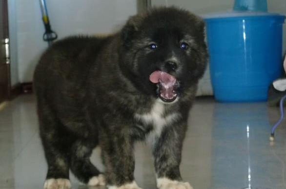 长沙犬舍出售纯种高加索犬幼犬活体宠物狗狗市场在哪买狗哪有狗狗卖