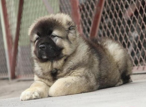 昆明卖高加索昆明哪里买纯种高加索