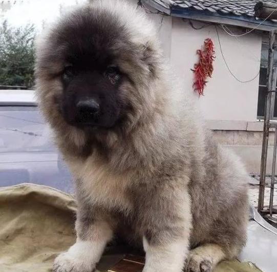 贵州贵阳犬舍出售纯种高加索犬幼犬活体宠物狗狗市场在哪买狗哪有狗狗卖