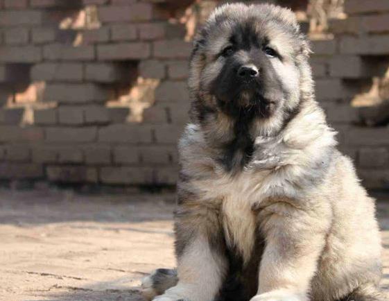 贵州贵阳犬舍出售纯种高加索犬幼犬活体宠物狗狗市场在哪买狗哪有狗狗卖