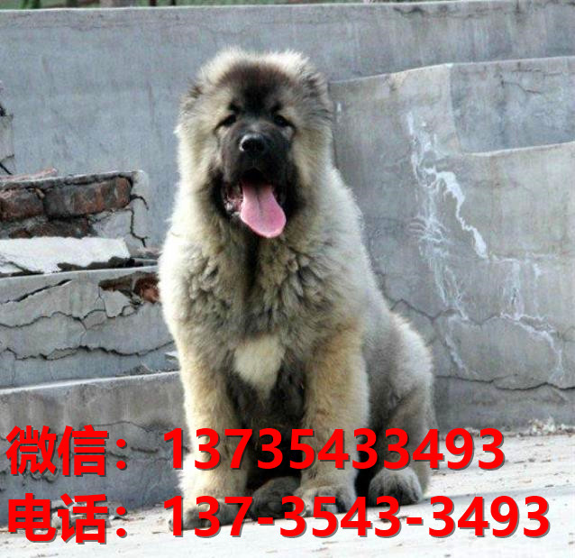 重庆犬舍 出售纯种高加索犬 看家护院大型犬哪里有护主狗宠物狗市场在哪卖狗