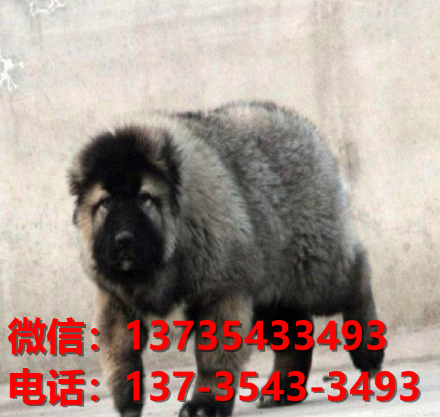 湘潭宠物狗狗犬舍出售纯种高加索犬大型犬宠物