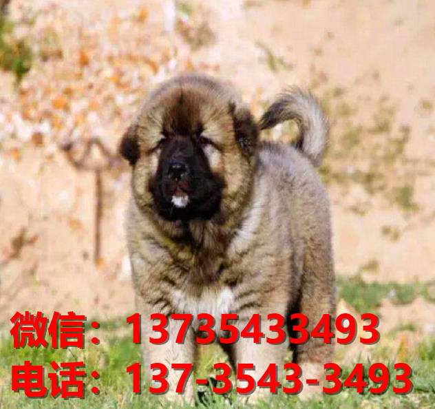 广州犬舍 出售纯种高加索犬 看家护院大型犬哪里有护主狗宠物狗市场在哪卖狗