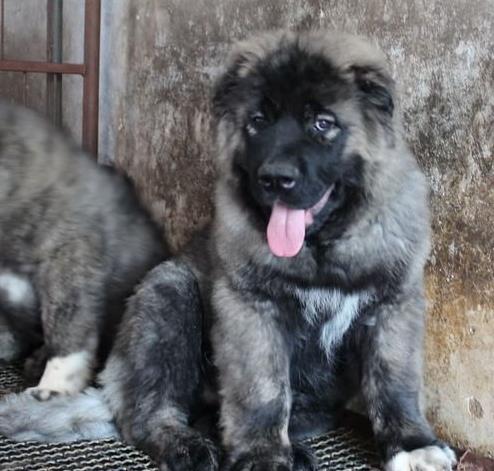 长沙犬舍出售纯种高加索犬幼犬活体宠物狗狗市场在哪买狗哪有狗狗卖