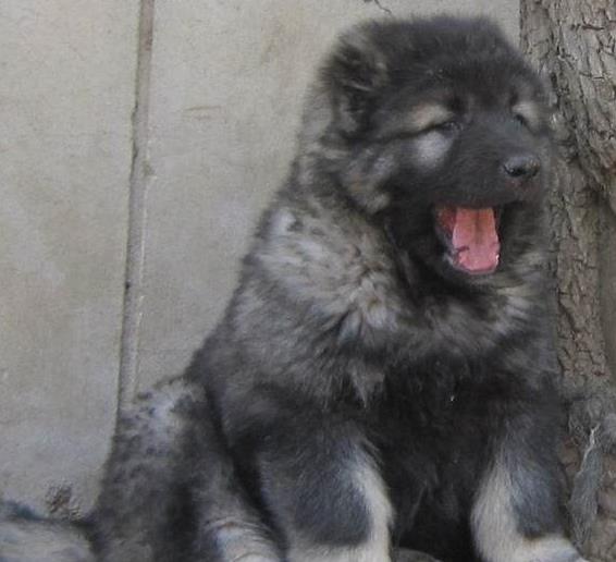 广州犬舍出售纯种高加索犬幼犬活体宠物狗狗市场在哪买狗哪有狗狗卖