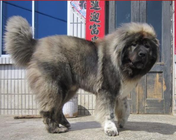 广州犬舍出售纯种高加索犬幼犬活体宠物狗狗市场在哪买狗哪有狗狗卖