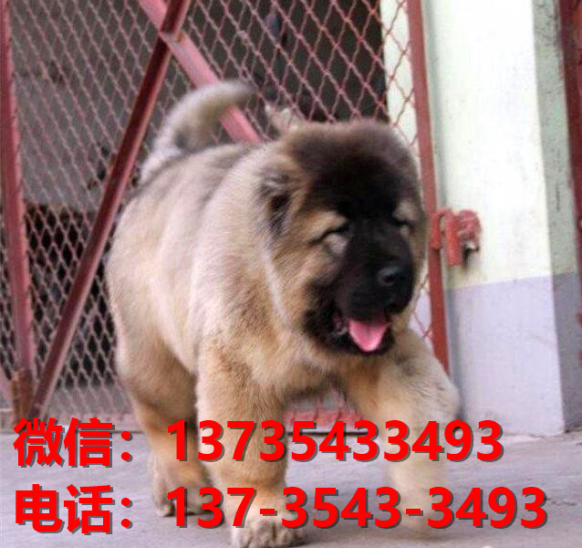 武汉犬舍 出售纯种高加索犬 看家护院大型犬哪