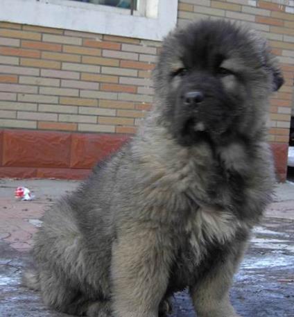 青岛犬舍出售纯种高加索犬幼犬活体宠物狗狗市