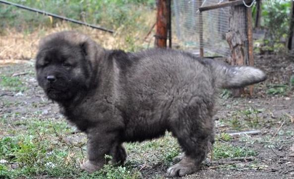 厦门犬舍出售纯种高加索犬幼犬活体宠物狗狗市场在哪买狗哪有狗狗卖