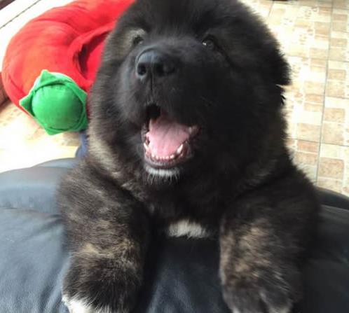 厦门犬舍出售纯种高加索犬幼犬活体宠物狗狗市