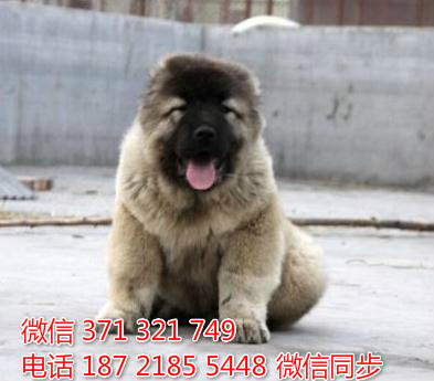 犬舍直销，哪里有宠物狗狗 ，精品小型中型大型犬狗狗翰
