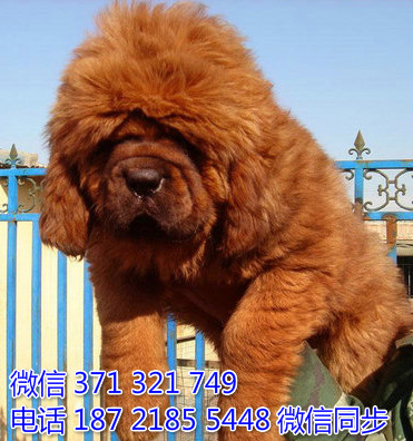 高加索犬纯种幼犬出售 巨型犬高加索犬狗狗 犬舍繁殖途