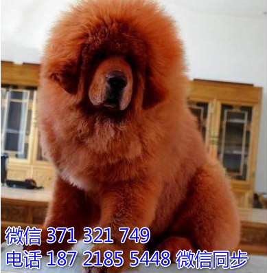 高加索犬纯种幼犬出售 巨型犬高加索犬狗狗 犬舍繁殖途