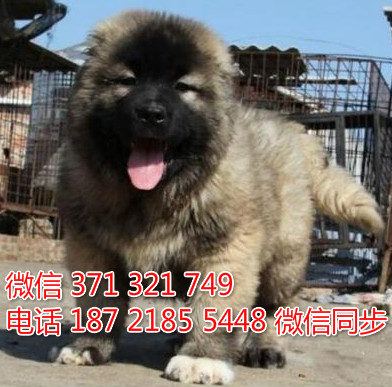 高加索犬宠物买卖 宠物市场 宠物狗狗图片宠物网 辽