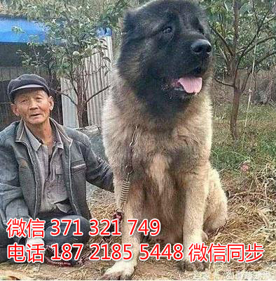 犬舍直销，哪里有宠物高加索 ，精品小型中型大型