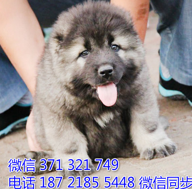 高加索犬宠物买卖 宠物市场 宠物狗狗图片宠物网 刈