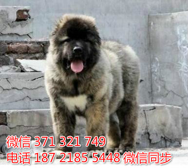 犬舍直销，哪里有宠物高加索 ，精品小型中型大型犬狗狗寻