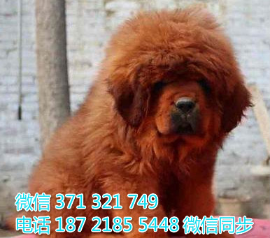 高加索犬纯种幼犬出售 巨型犬高加索犬狗狗 犬舍繁殖藏