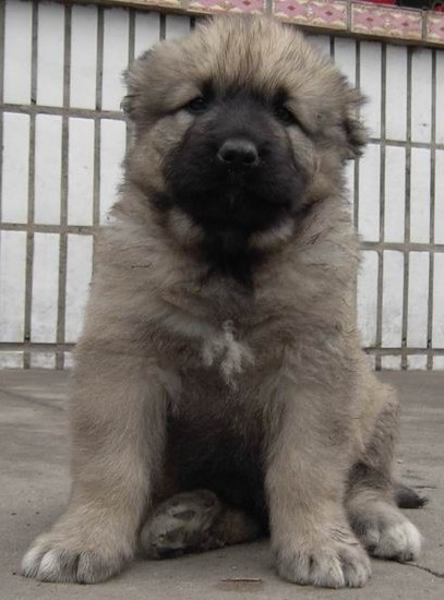 云南买高加索 昆明狗场高加索幼犬出售