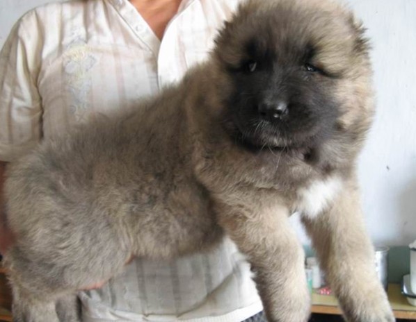 昆明高加索幼犬养殖场常年直销纯种高加索小狗