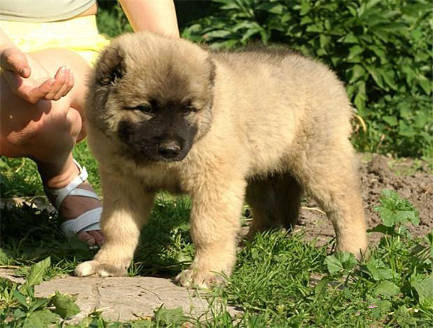 佛山哪里有卖高加索犬 佛山高加索犬一只多少钱 可送货