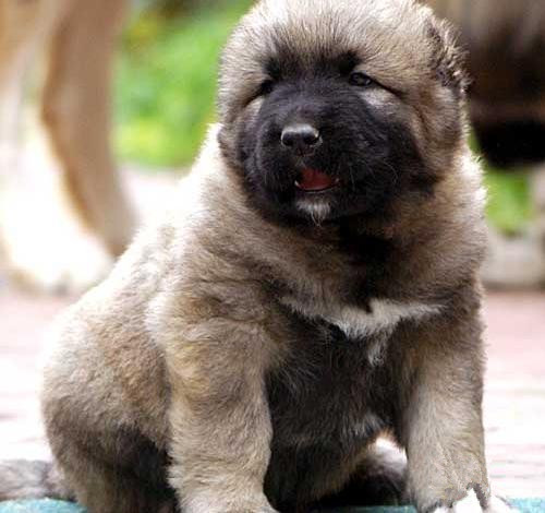 广州买狗 广州哪里有买狗靠谱 高加索犬一只多