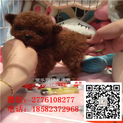 衡阳哪里有卖长不大小体贵宾犬 茶杯贵宾红色