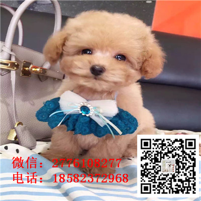 襄樊哪里有卖长不大小体贵宾犬 茶杯贵宾红色黑色灰色多少钱 巨型贵宾多少钱