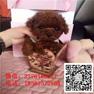 郴州哪里有卖长不大小体贵宾犬 茶杯贵宾红色黑色灰色多少钱 巨型贵宾多少钱