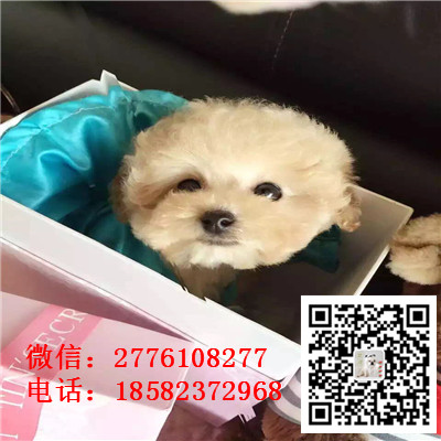 襄樊哪里有卖长不大小体贵宾犬 茶杯贵宾红色黑色灰色多少钱 巨型贵宾多少钱